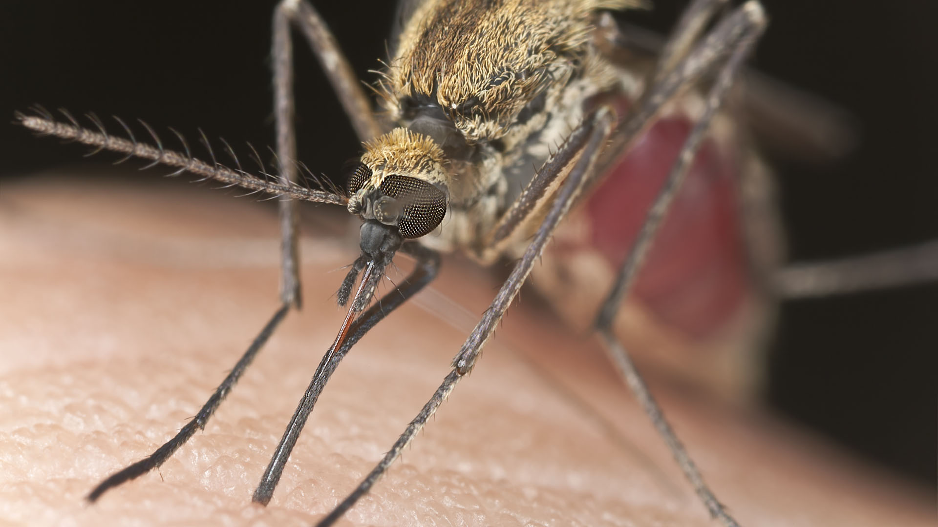 El virus Zika ya se ha extendido por 10 países suramericanos, parte de Asia y Oceanía