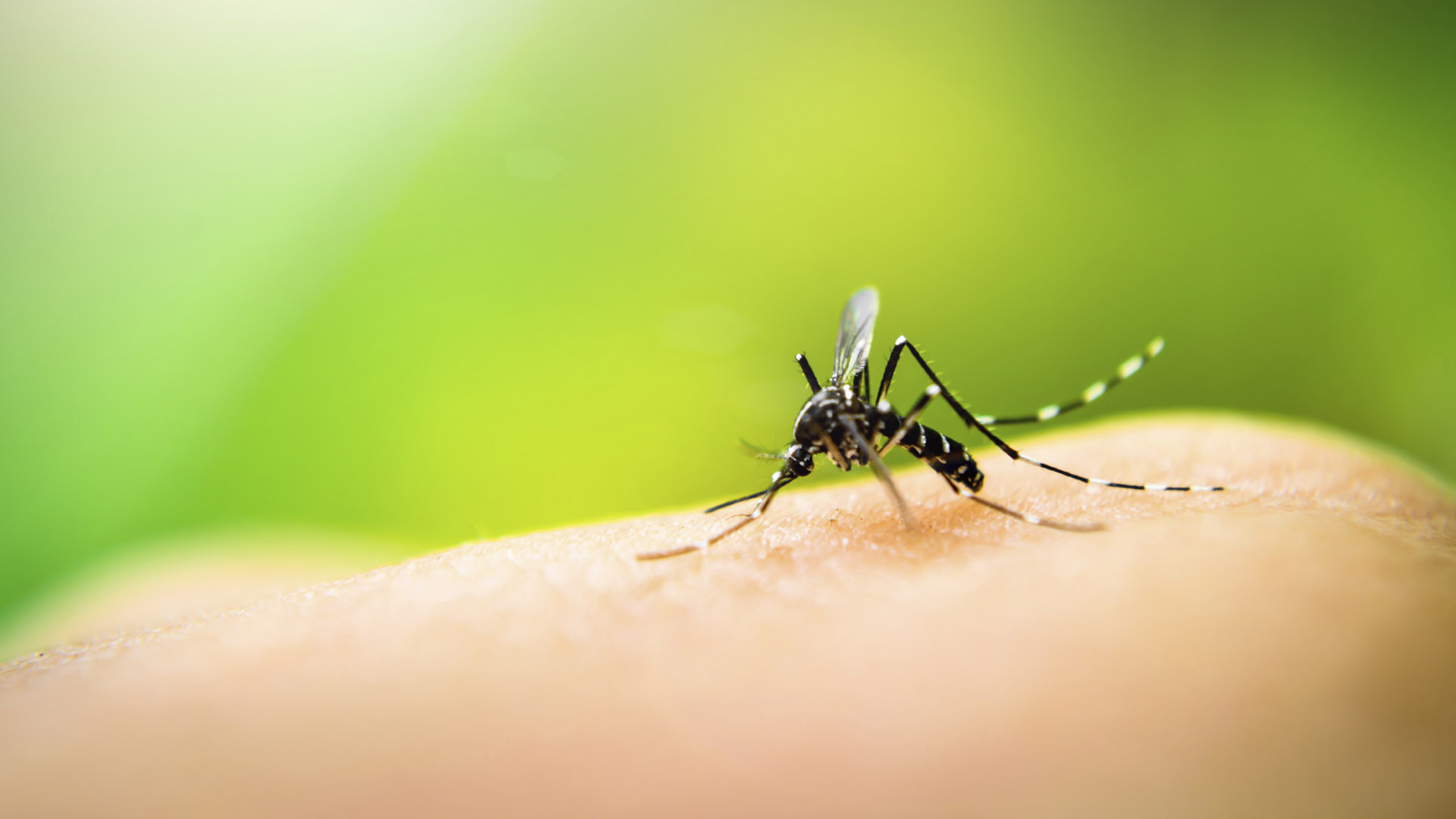 Los casos están relacionados con el virus Zika