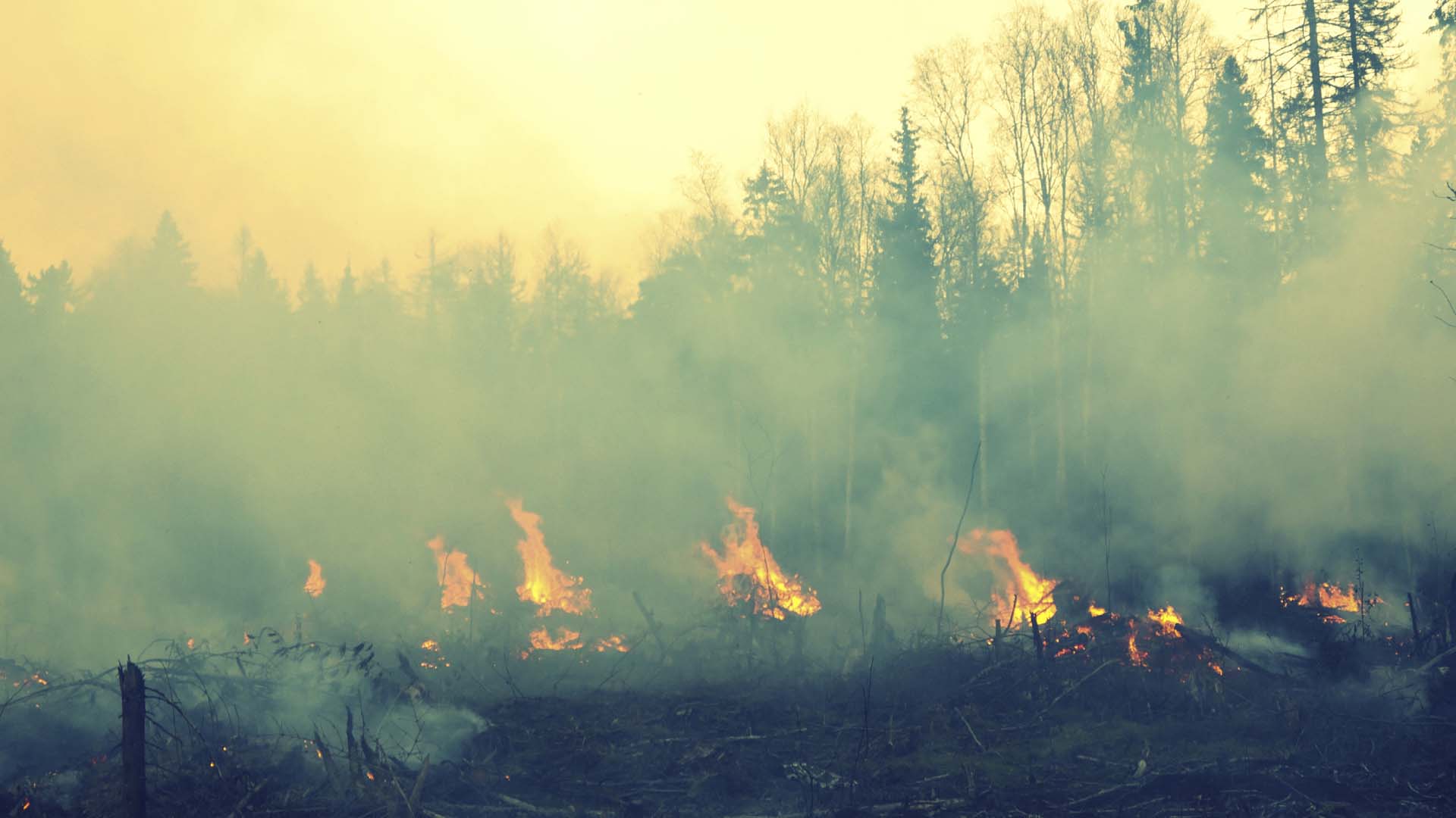 Incendio forestal en las montañas que rodean la capital ha desatado preocupación en las autoridades ambientales