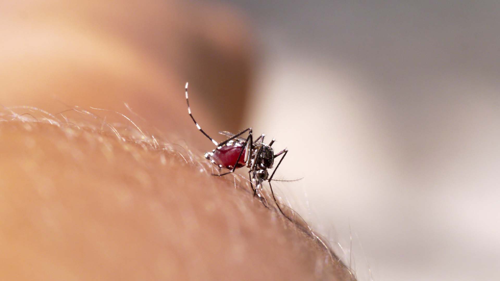 La emergencia sanitaria activada por el Zika ha reforzado la necesidad de eliminar al Aedes Aegypti