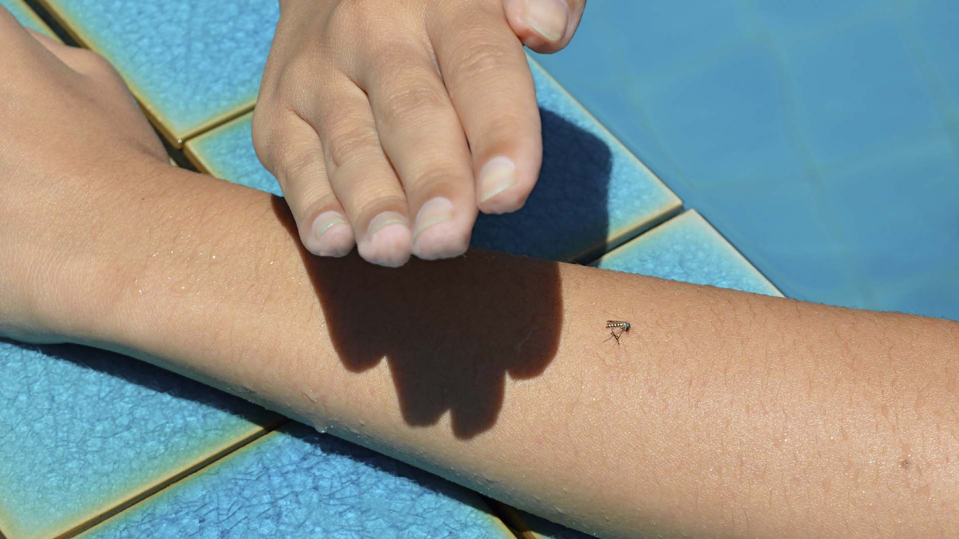 Ante el colapso que ha provocado el Aedes Aegypti la OMS recomienda como evitar las picaduras