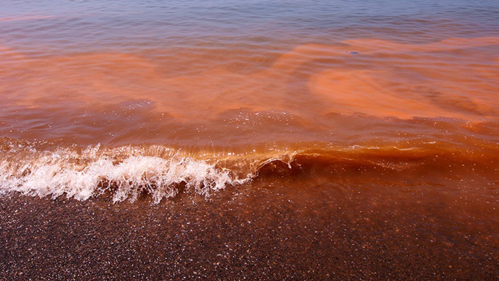 La marea roja son toxinas que se alojan en las algas, que al ser consumidas por los peces quedan infectados