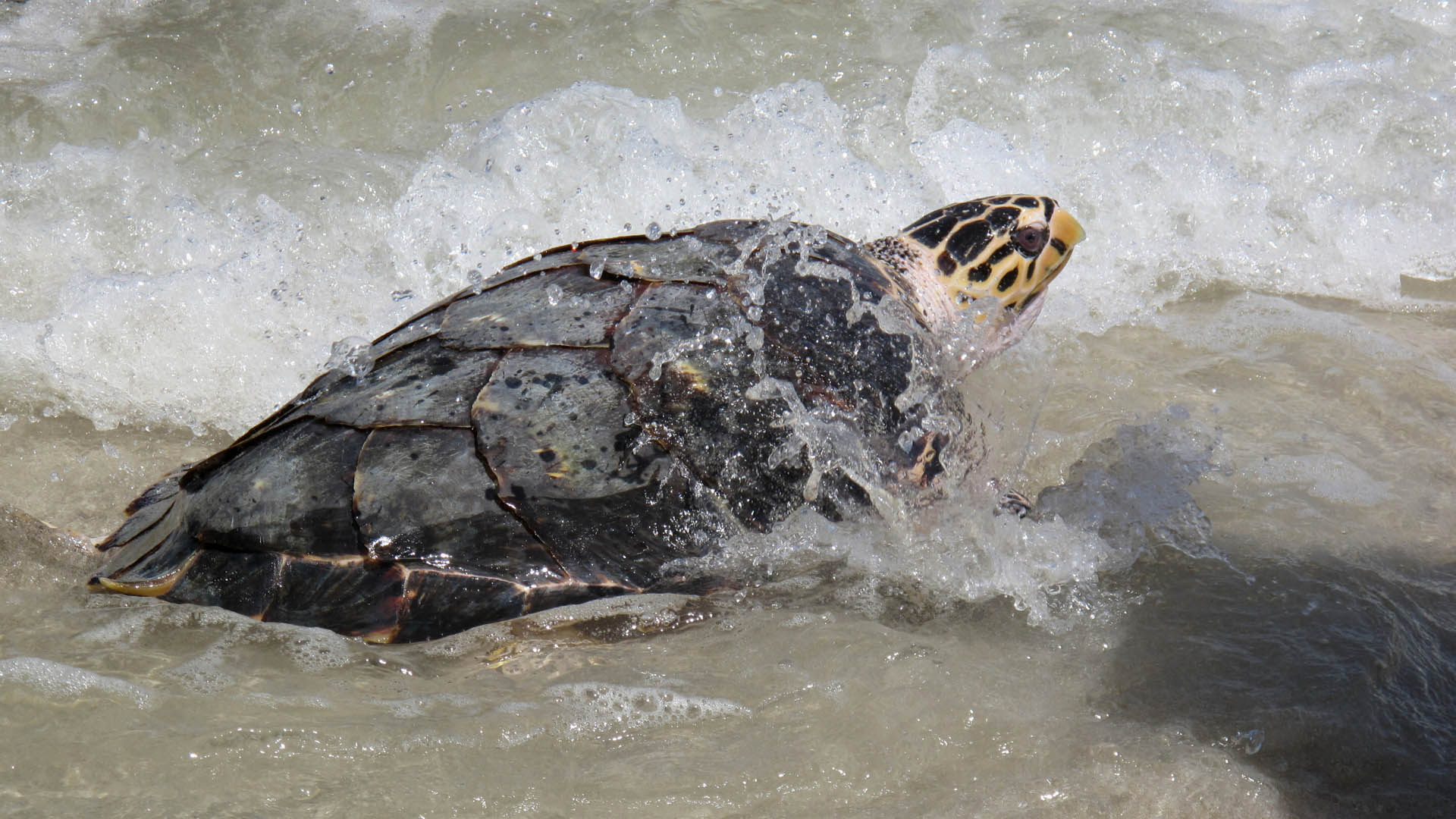 Investigarán muerte de tortugas marinas