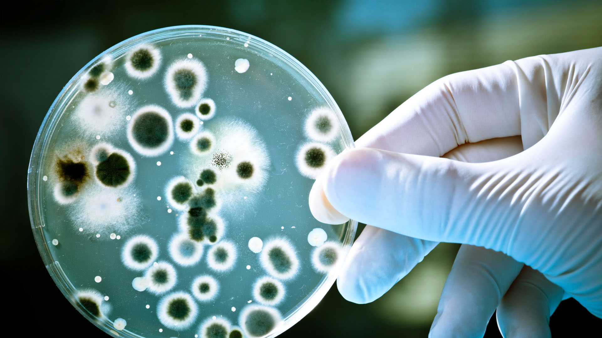 Una bacteria encontrada por la Universidad de Bolton podría degradar el componente de manera segura y eficaz
