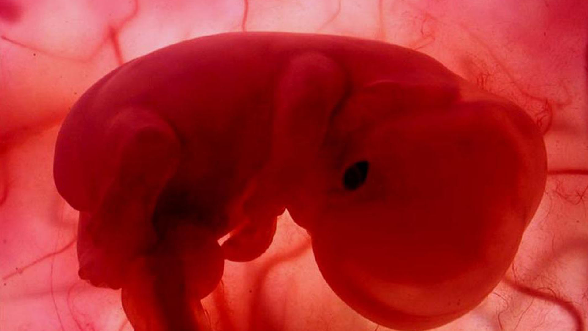Belli mide las constantes vitales del feto