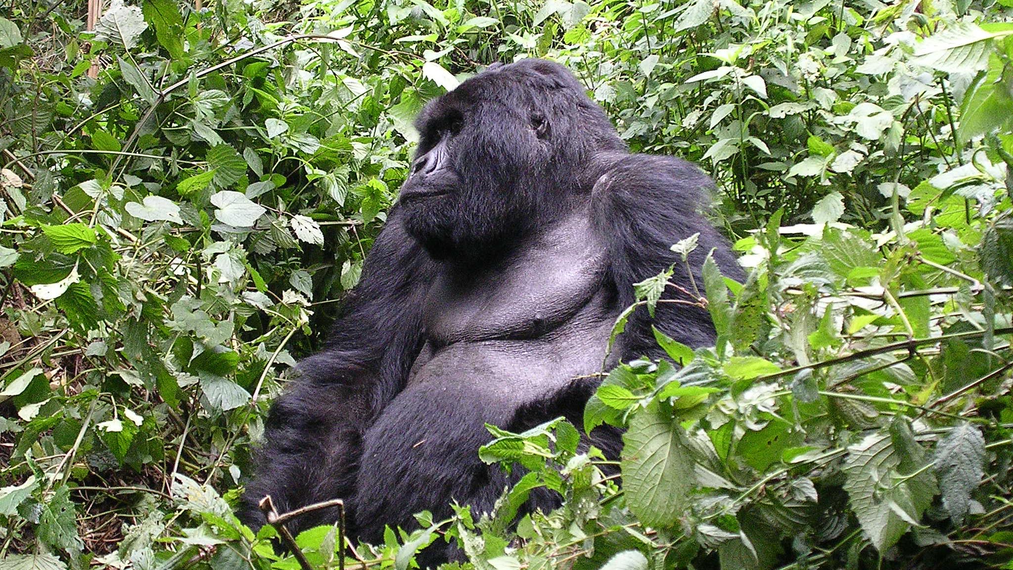 es preocupante ver al gorila oriental, una de las especies más cercana al hombre, encaminarse a la extinción