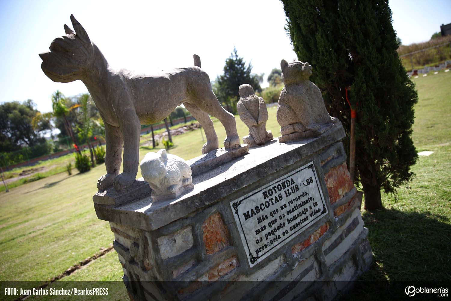 La Cámara Municipal de la ciudad brasileña de Blumenau, aprobó una ley que permitirá el entierro de las mascotas junto a familiares fallecidos