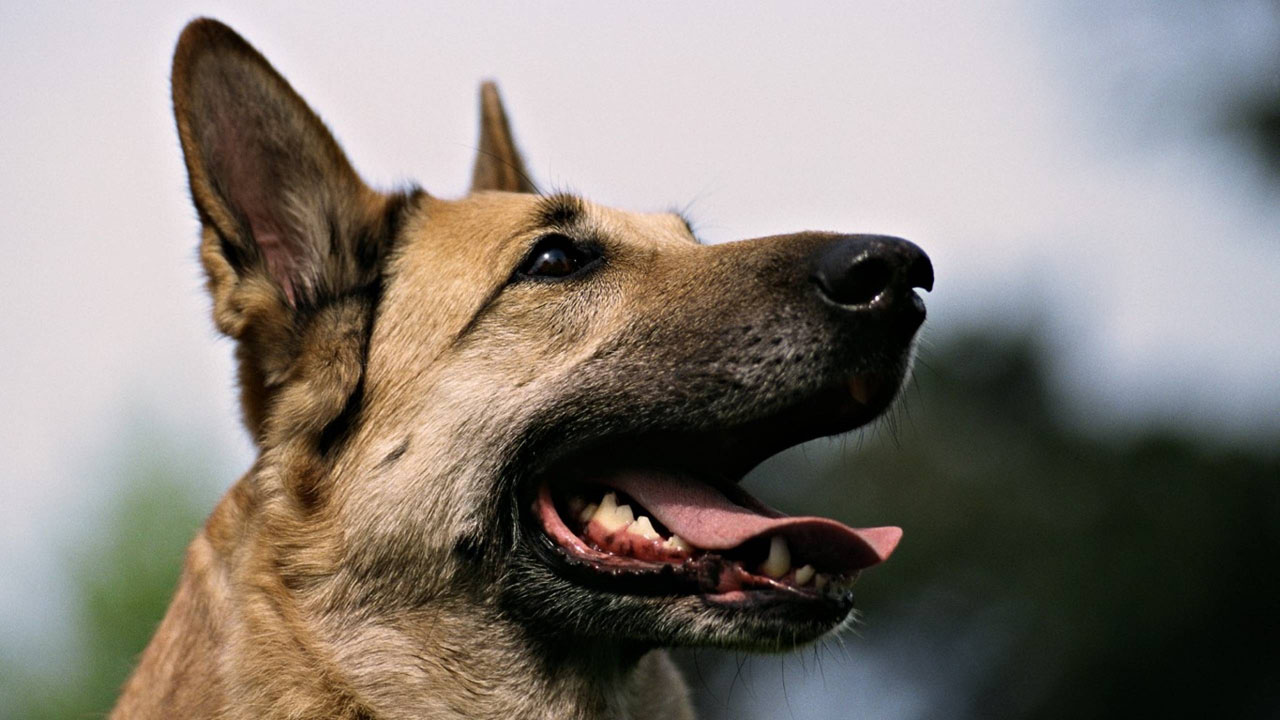 La herramienta tiene la función de detectar explosivos simulando las capacidades que desarrolla la nariz de un perro