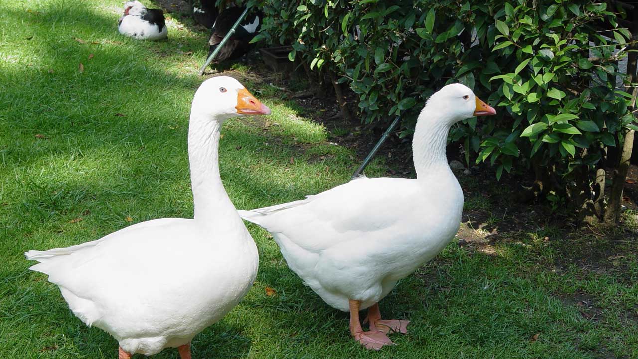 Unos 17 mil patos se verán afectados en el norte de España por el brote de esta enfermedad
