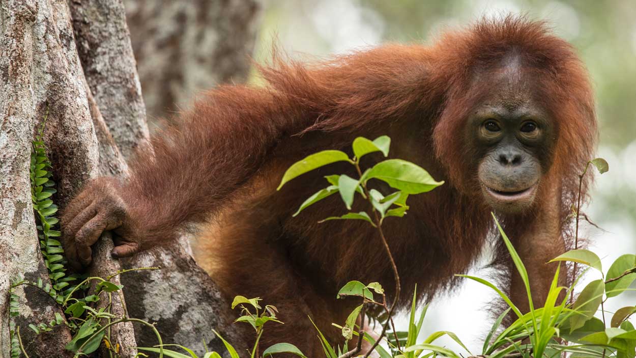 Empleados de una plantación de palmas aceiteras en Indonesia abatieron al animal cuya especie se encuentra en peligro de extinción