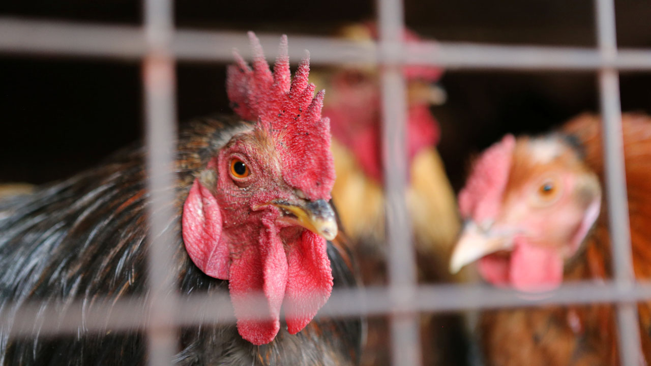 Más de 120 mil especies fueron asesinadas para disminuir las posibilidades de propagación de gripe aviar