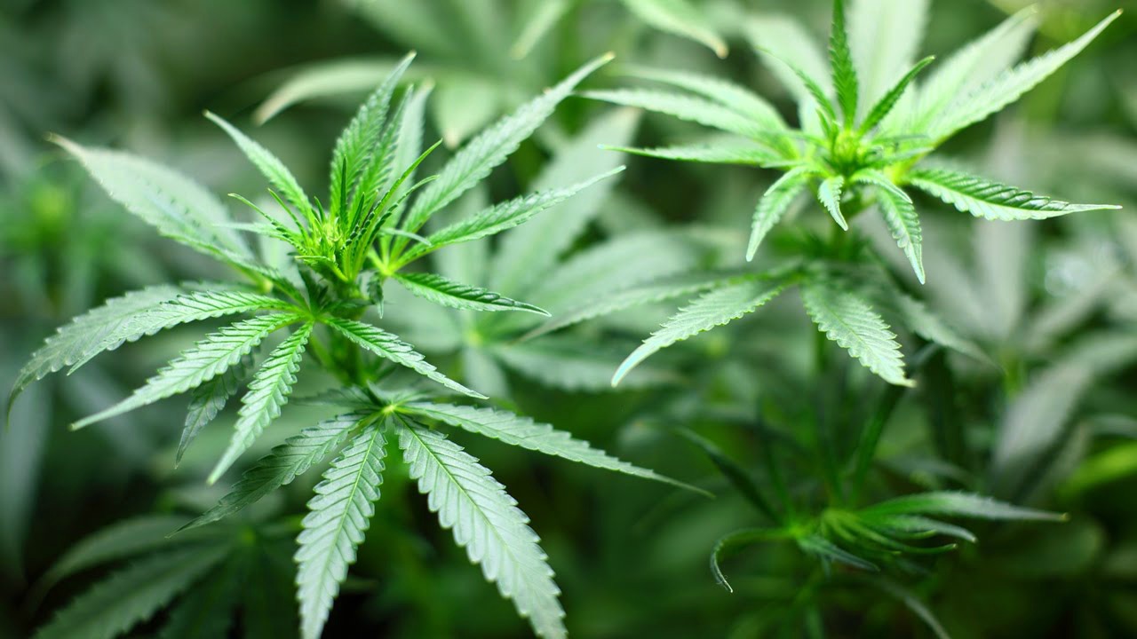 legalizar la distribución y consumo de marihuana con fines recreativos en el país