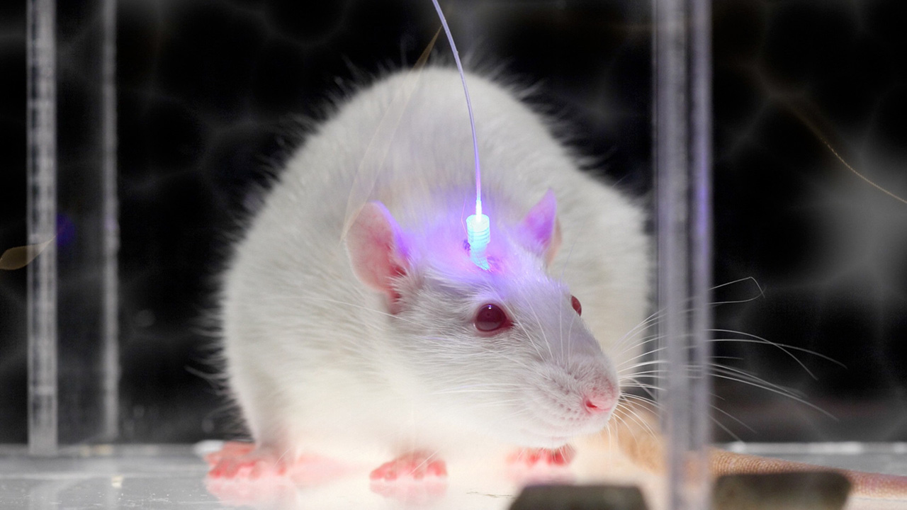 El experimento en ratas se logró con éxito y podría ser aplicado en humanos próximamente y un ciudadano chino será el primer candidato