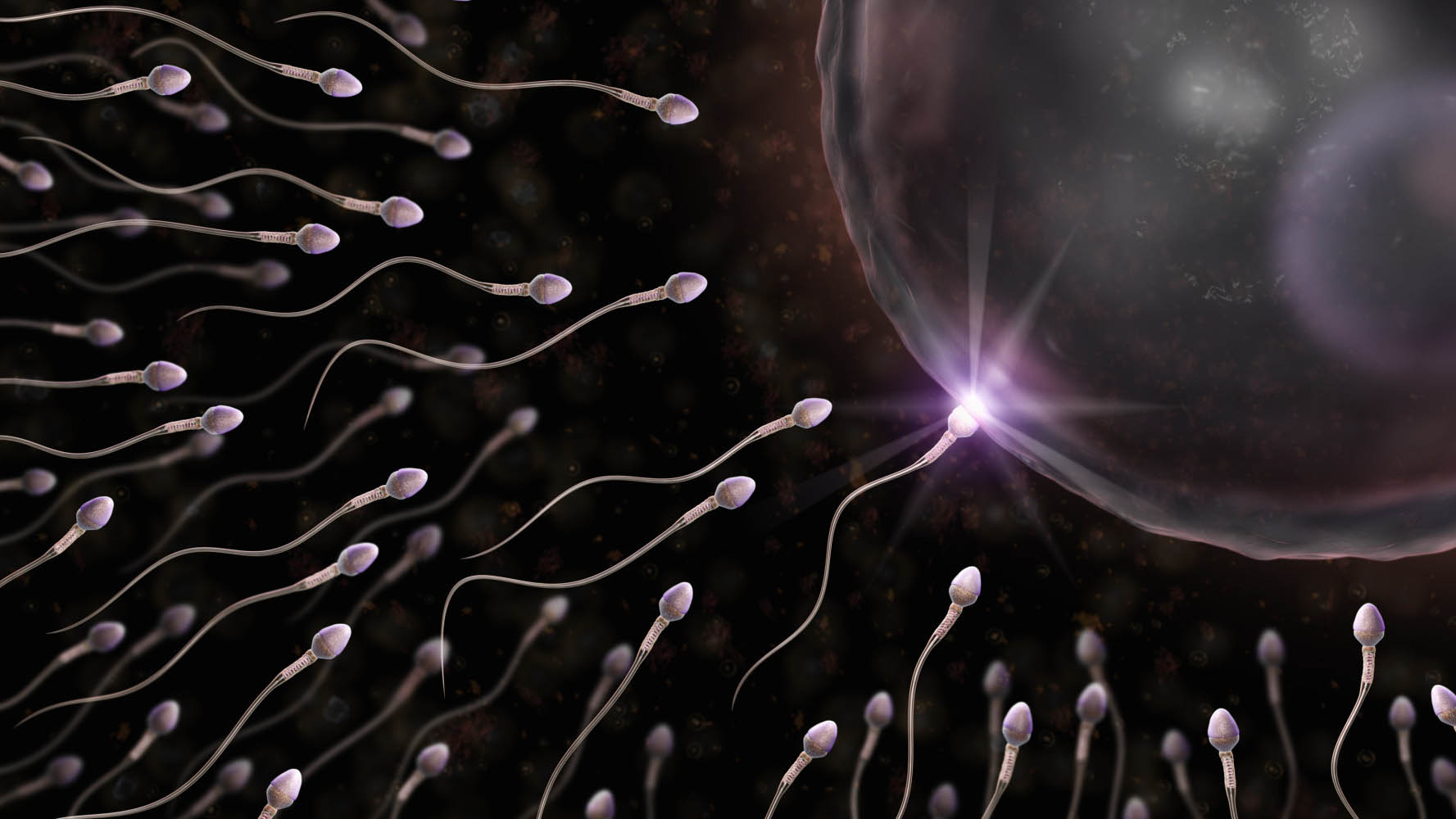 Un estudio comprobó que las células madre que producen los espermatozoides pueden ser extraídas y congeladas