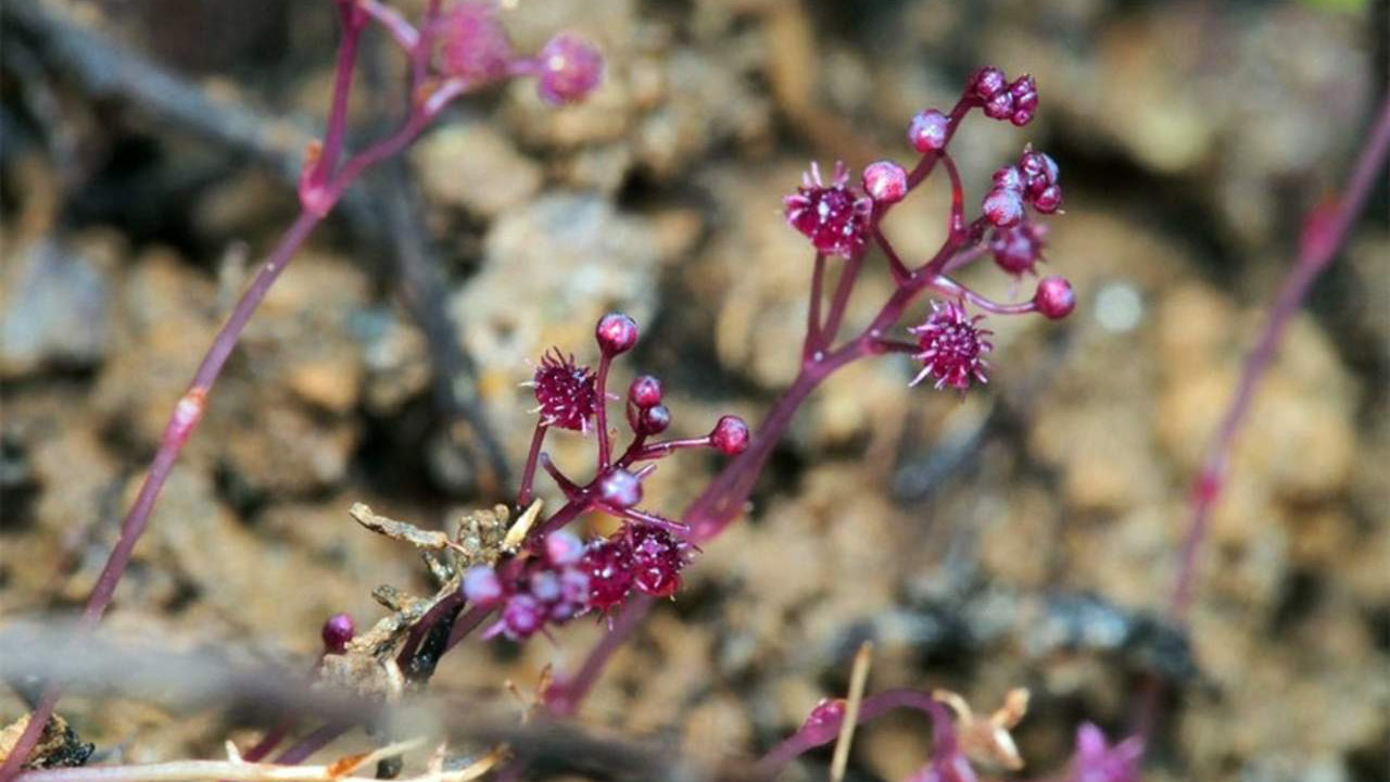 Investigadores de la isla subtropical de Ishigaki, en Okinawa (Japón) levantaron el vegetal con flores violetas de aproximadamente dos mm de diámetro