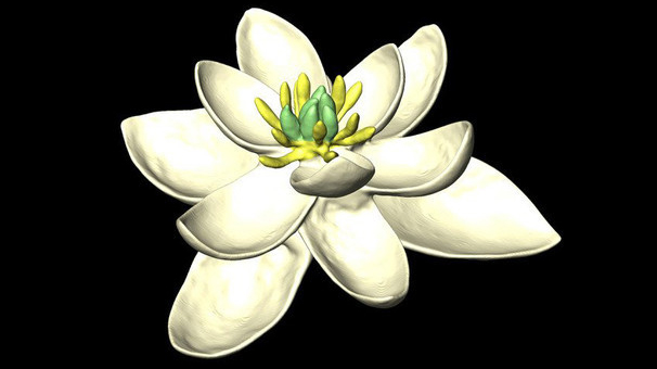 La antigua flor de angioesperma era radialmente simétrica y bisexual con múltiples espirales de pétalos organizados en grupos de tres