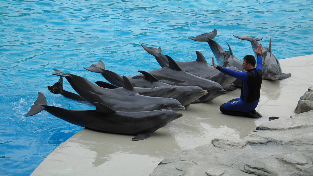 La reforma legal impide usar mamíferos marinos en espectáculos y terapias, lo que se suma a una prohibición anterior de emplear animales en circos