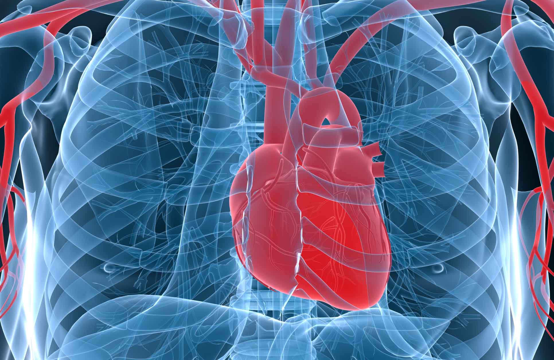 La cardiotrofina-1 le hace creer al órgano que el cuerpo realiza ejercicio, para favorecer su crecimiento