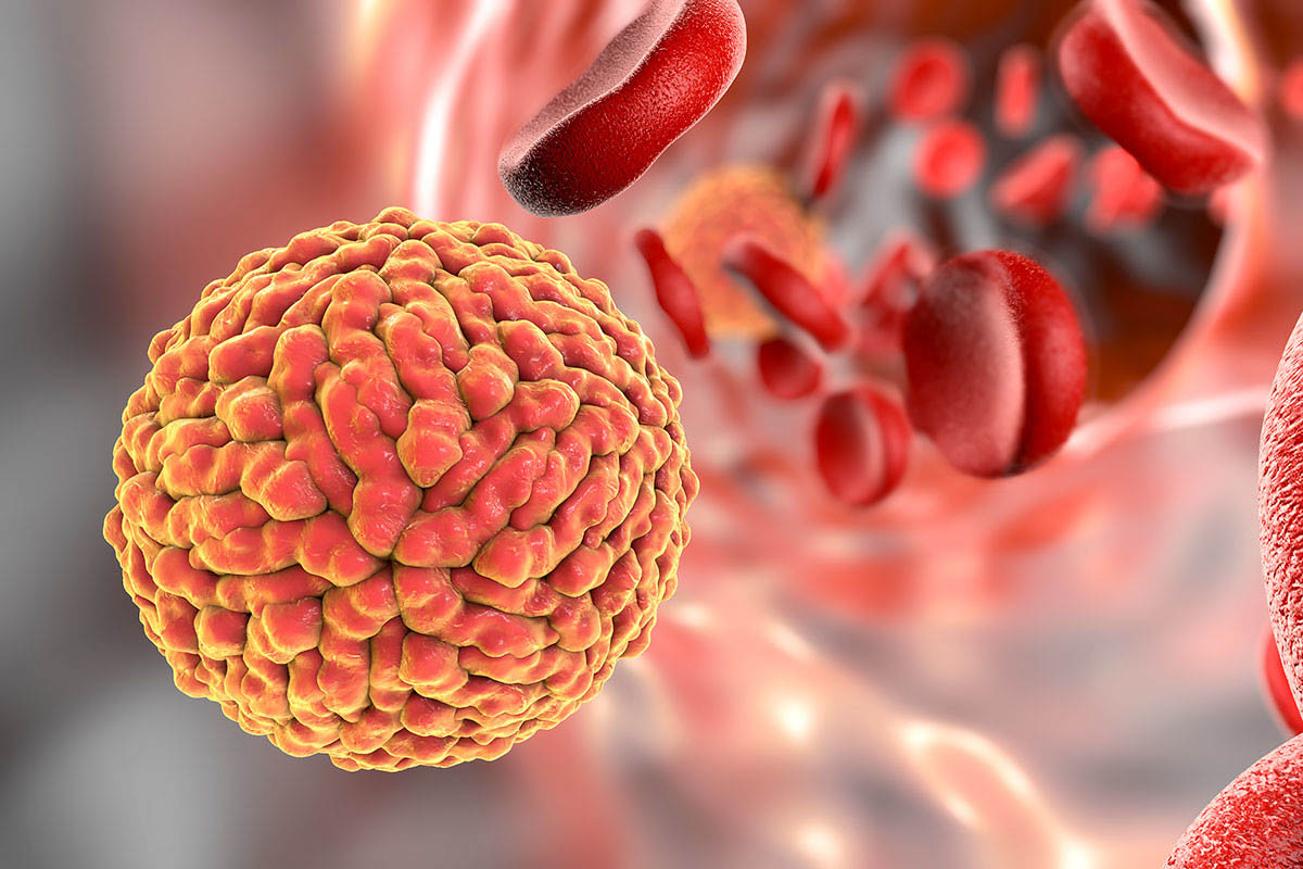 Reovirus puede eliminar las células cancerosas y activar el sistema inmunitario