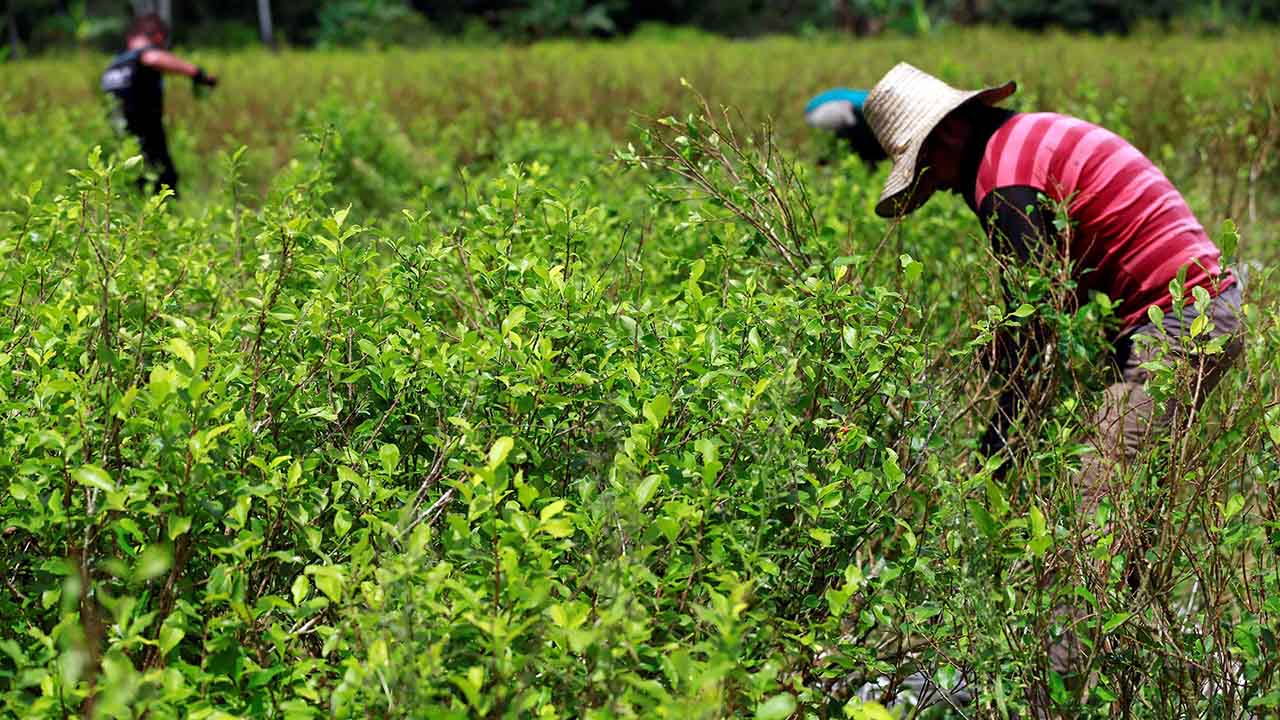 El acuerdo destinará $315 millones para que las plantaciones sean transformadas en cultivos de café, cacao o especias