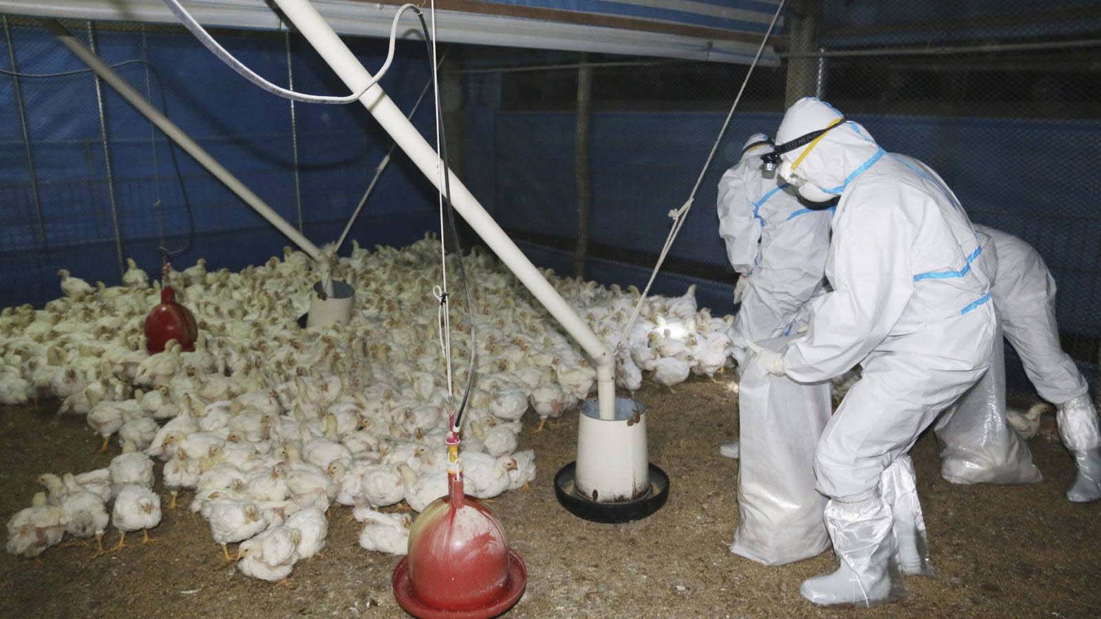 El año pasado, el país tuvo que sacrificar más de 30 millones de aves para contener el peor brote de gripe aviar en la historia la nación