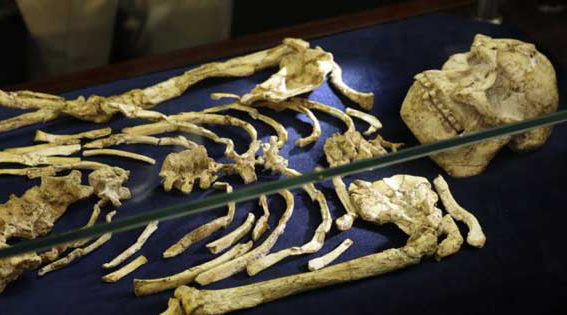 Los restos óseos, tienen de apodo Pie Pequeño, y fueron descubiertos en las cuevas de Sterkfontein, en las afueras de Johannesburgo, Sudáfrica