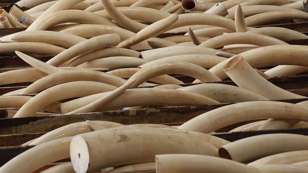 Con la supresión de la venta legal se podría detener la caza furtiva de miles de elefantes anualmente