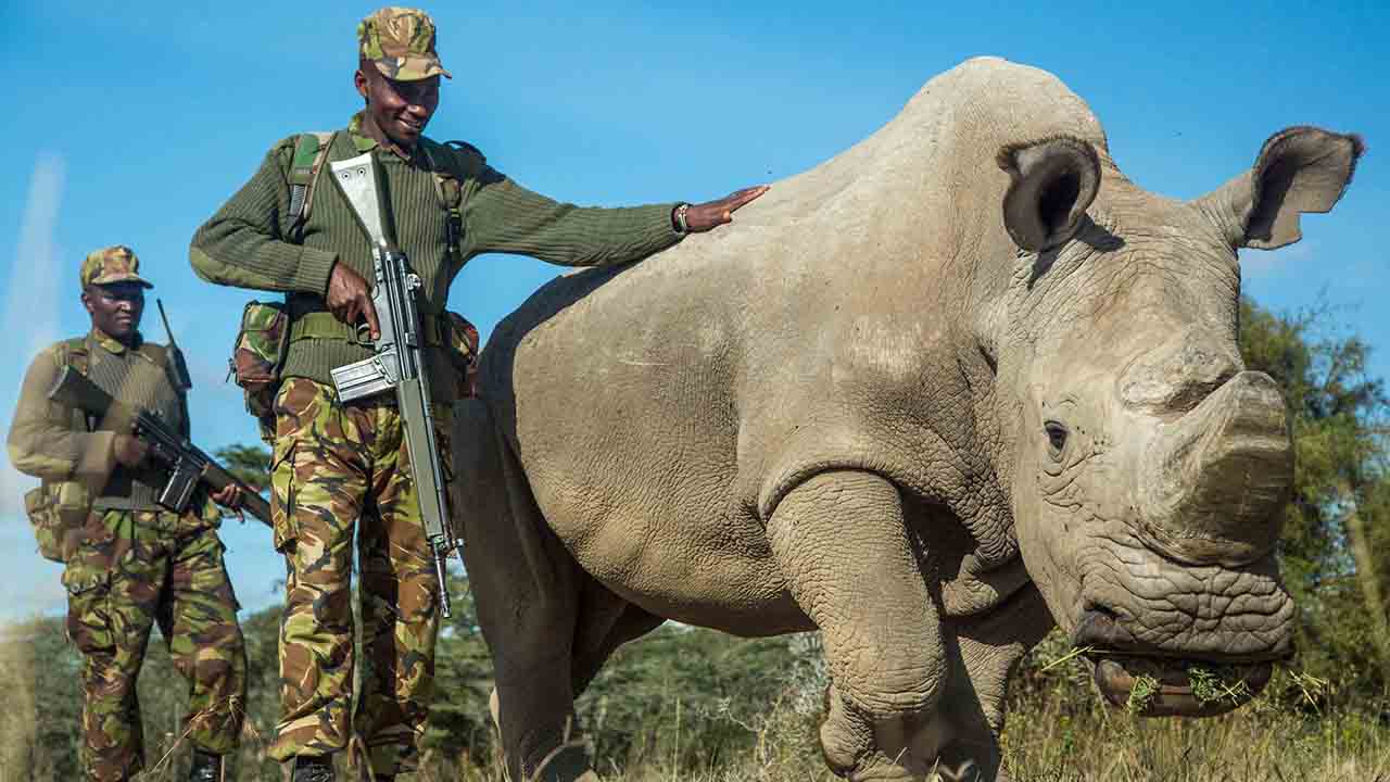 doble llave - El rinoceronte blanco de 45 años fue sacrificado por sus veterinarios porque estaba sufriendo mucho ahora buscarán mantener la raza por medio de reproducción asistida