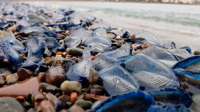 Cientos de miles de pequeñas medusas de color azul intenso se encuentran varadas en las playas de Costa Brava, España