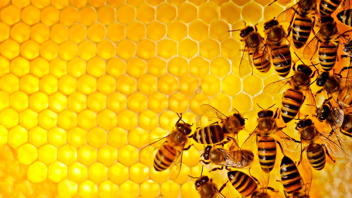 Estados miembros de la UE, han votado a favor de la prohibición y salvar a las abejas
