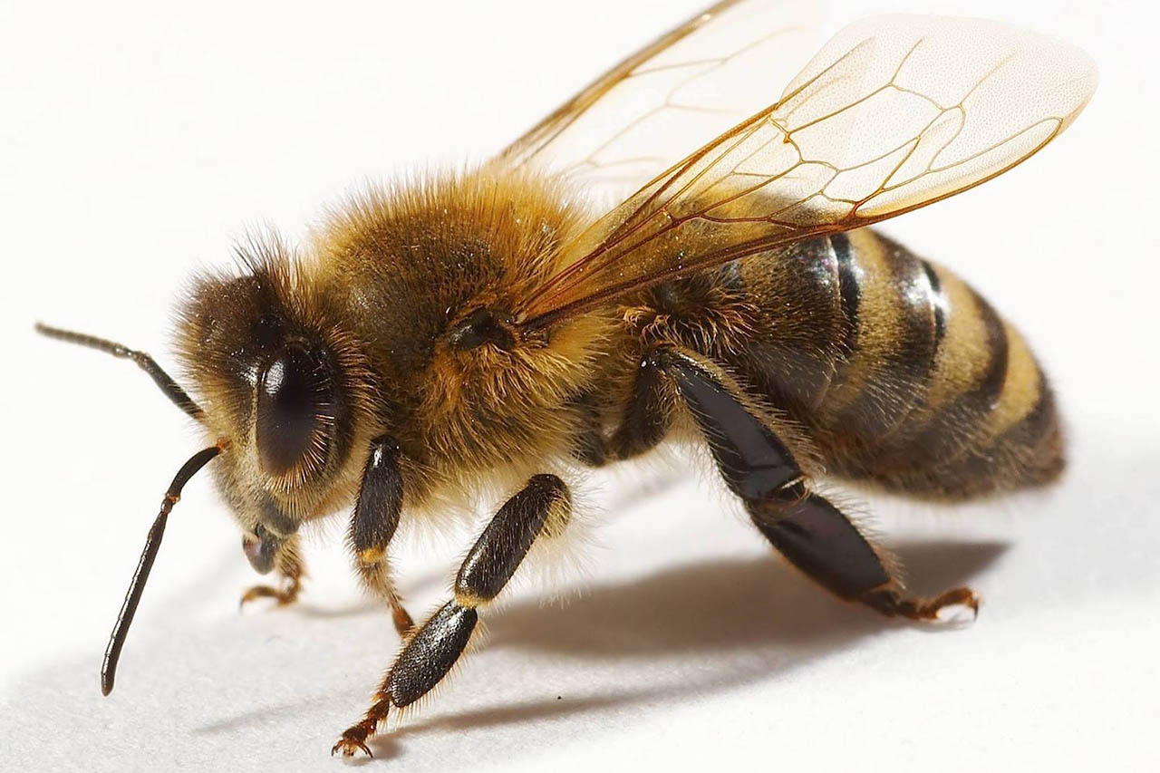 Cómo entraron las abejas africanizadas a España