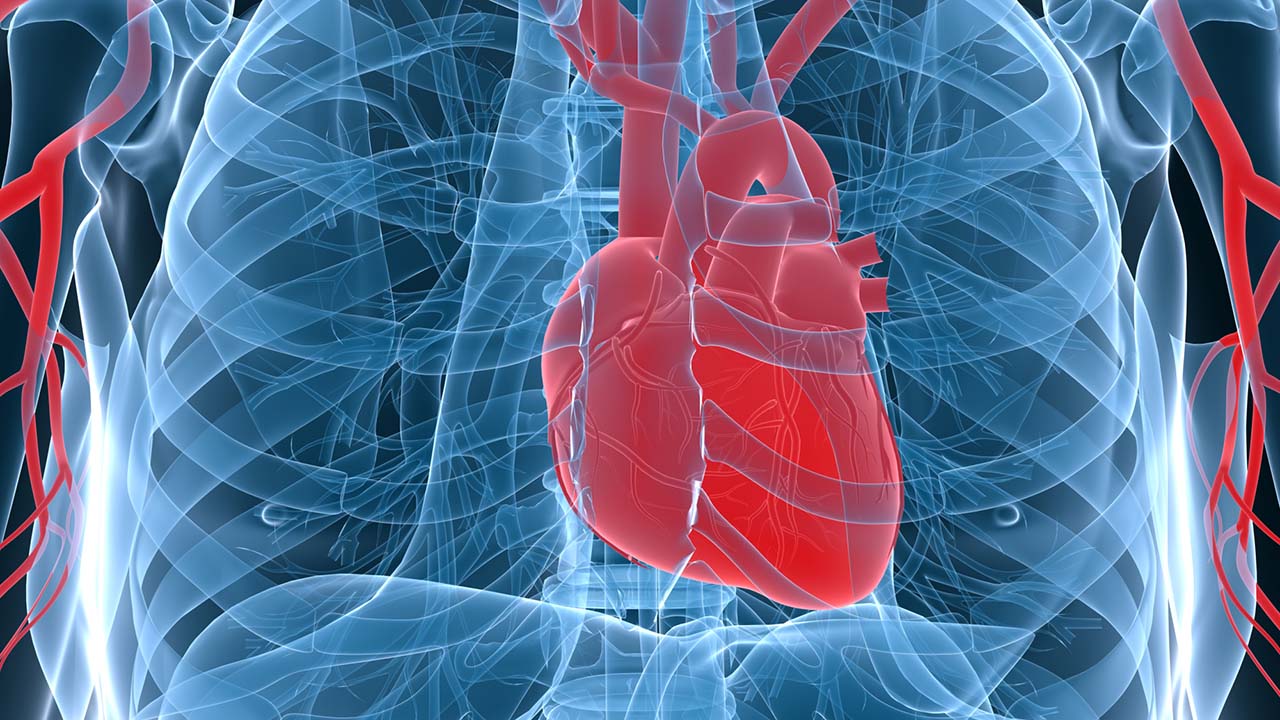 Los científicos están perfeccionando los detalles del órgano para trasplantarlo a una persona