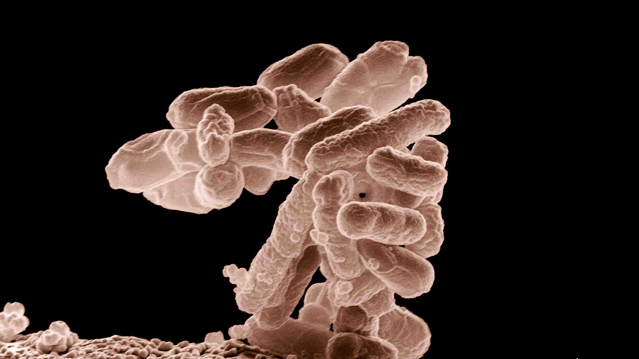 Cerca del 70% de todos los microbios de la Tierra están bajo nuestros pies, de acuerdo a los expertos