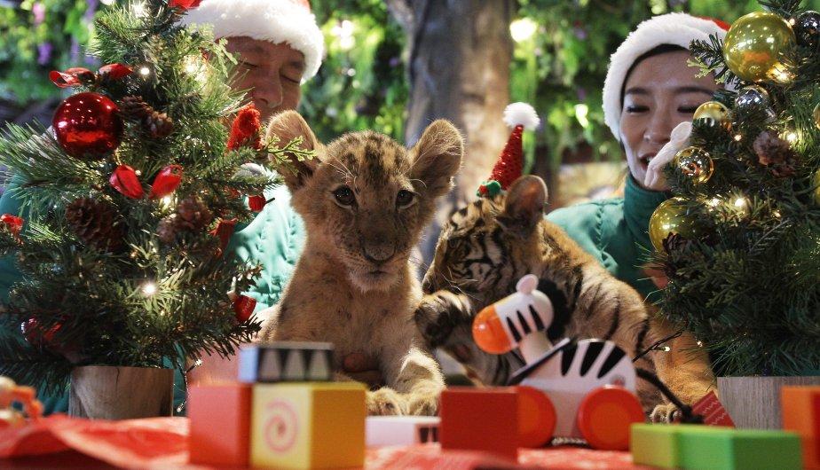 Zoológicos recomiendan no regalar animales en Navidad