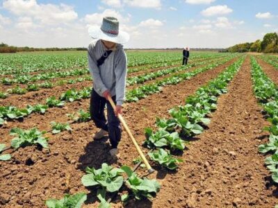 Sector agrícola presentó problemas para atender el consumo nacional