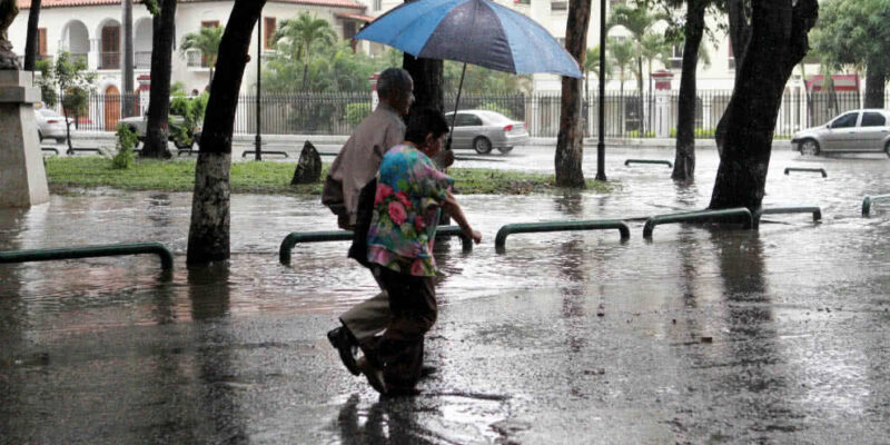 Fuertes lluvias y vientos generaron derrumbes de árboles en Caracas