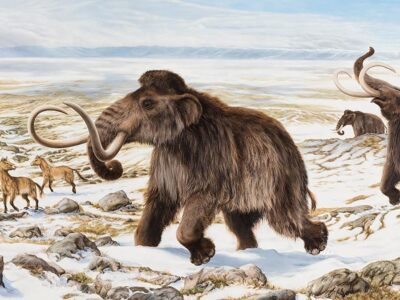 Hallan en Rusia los restos de un mamut bien conservado