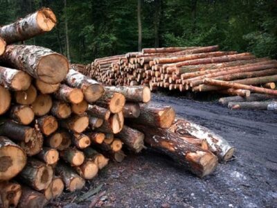 ONG advierte sobre la tala descontrolada en Venezuela