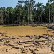 Bolsonaro revelará los países que importan madera amazónica ilegal
