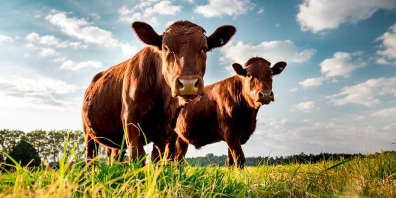 Ganaderos denuncian que producción de leche no llega al 30%