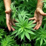 Argentina legalizó autocultivo de cannabis con fines medicinales