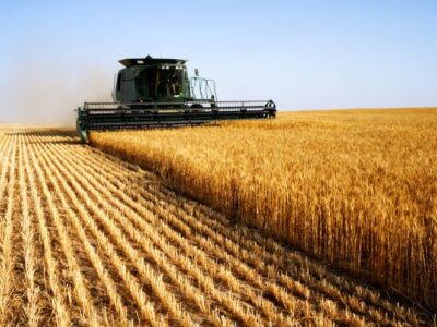 Cosecha de cereales se vio afectada por la falta de financiamiento en el 2020