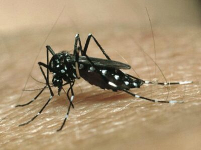 Tasa de dengue en Venezuela aumentó un 52,3%, según la ONU