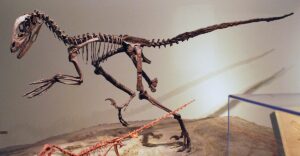 Científicos identificaron a un nuevo dinosaurio carnívoro 