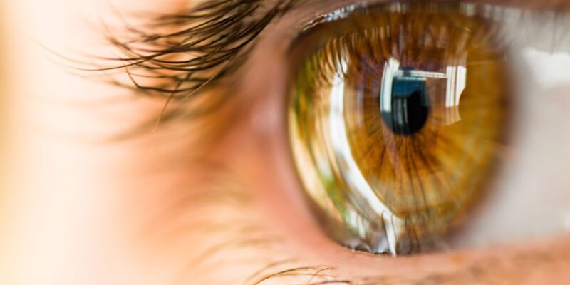 IVIC avanza en la regeneración ocular con células madre
