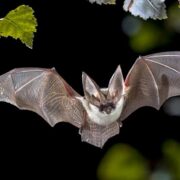 OMS: coronavirus del SARS-CoV-2 podría provenir de murciélagos