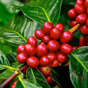 Fedeagro registró una disminución en la producción de café