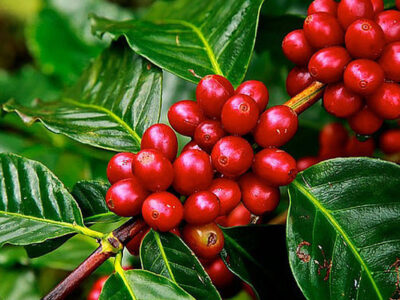 Fedeagro registró una disminución en la producción de café