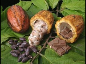Cacaoteros venezolanos se recuperan pese a la pandemia