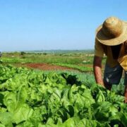 Sociedad venezolana de agrónomos solicitó un plan de seguridad alimentaria